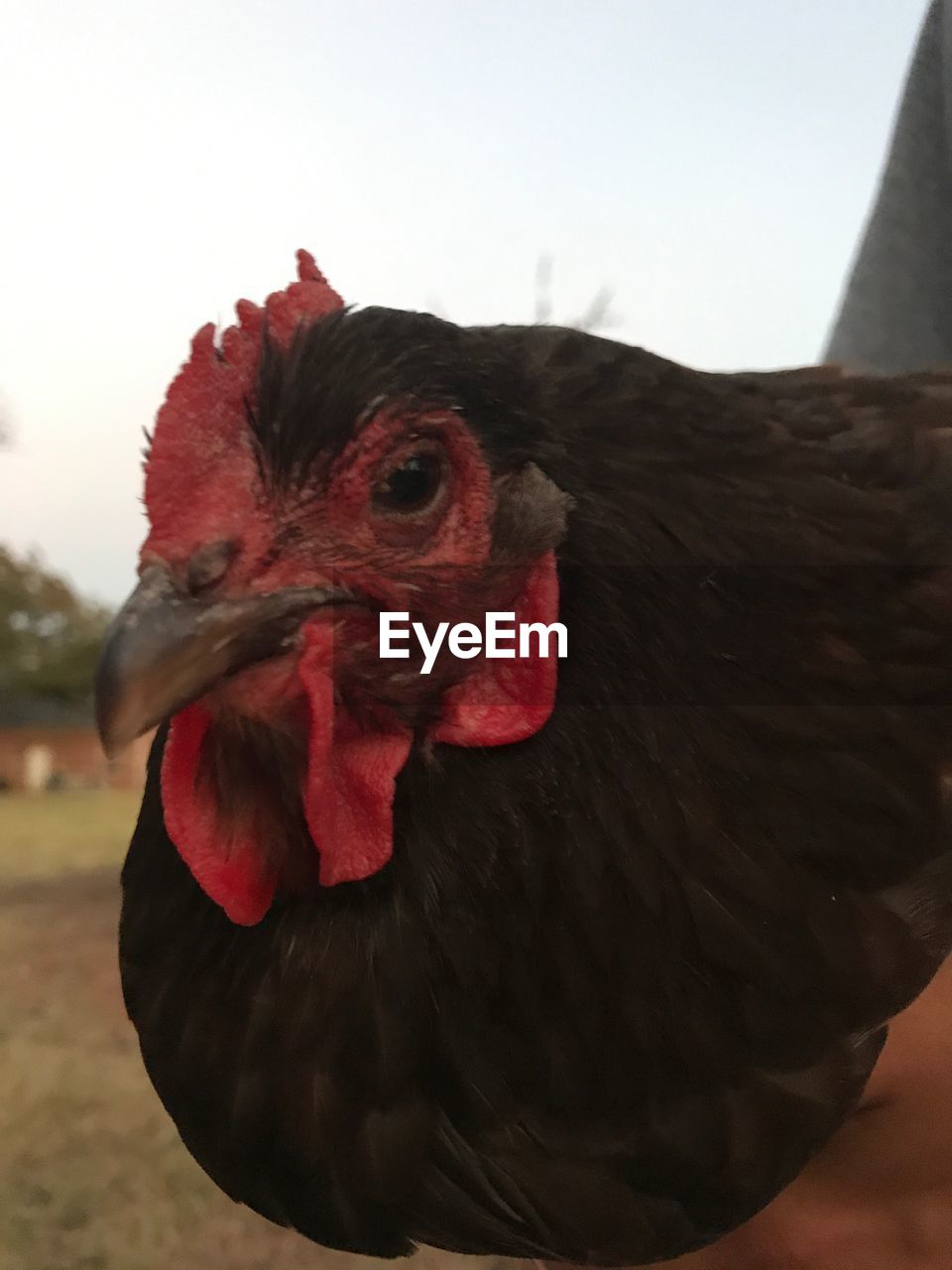 CLOSE-UP OF ROOSTER ON RED AGAINST SKY