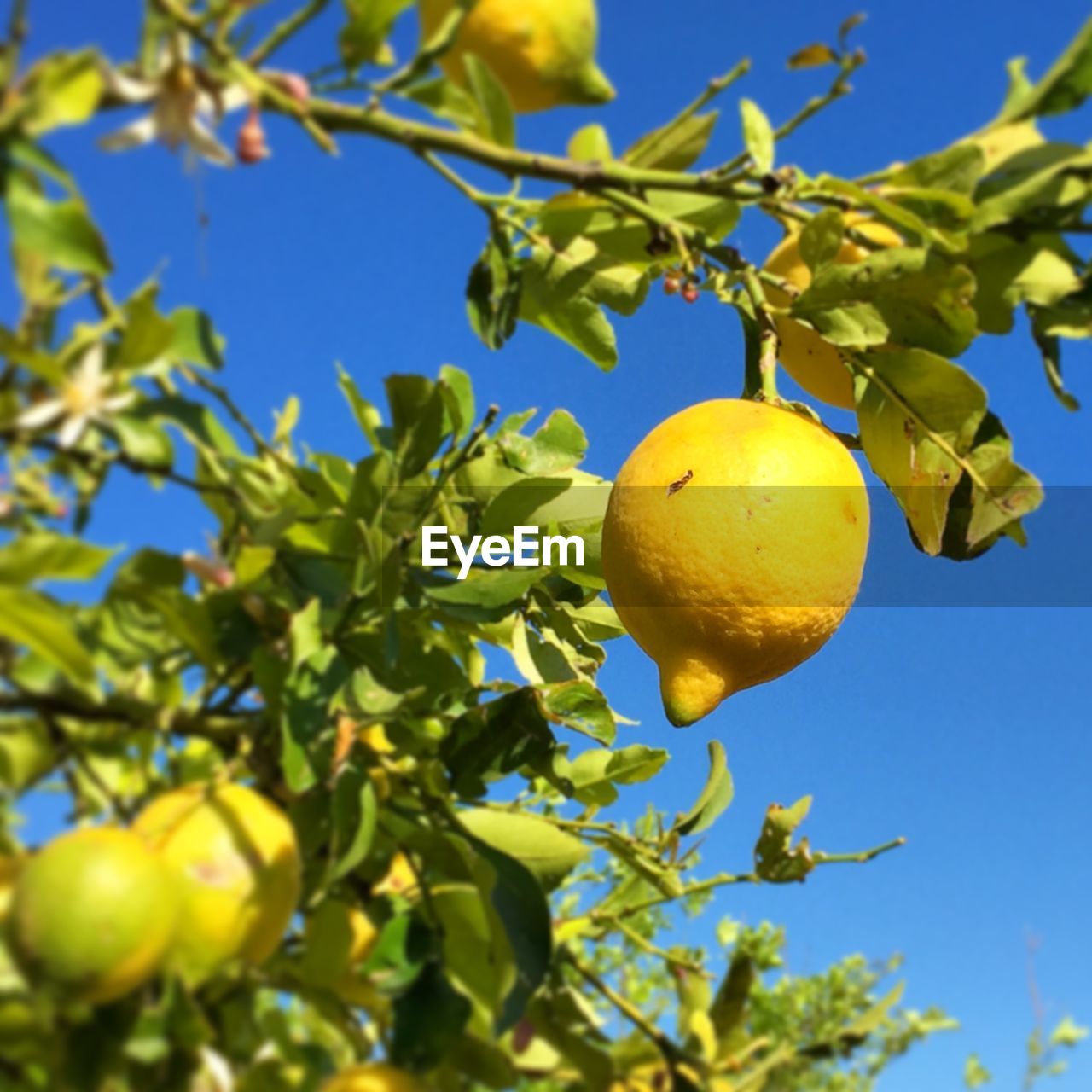 Lemon fruit on branch