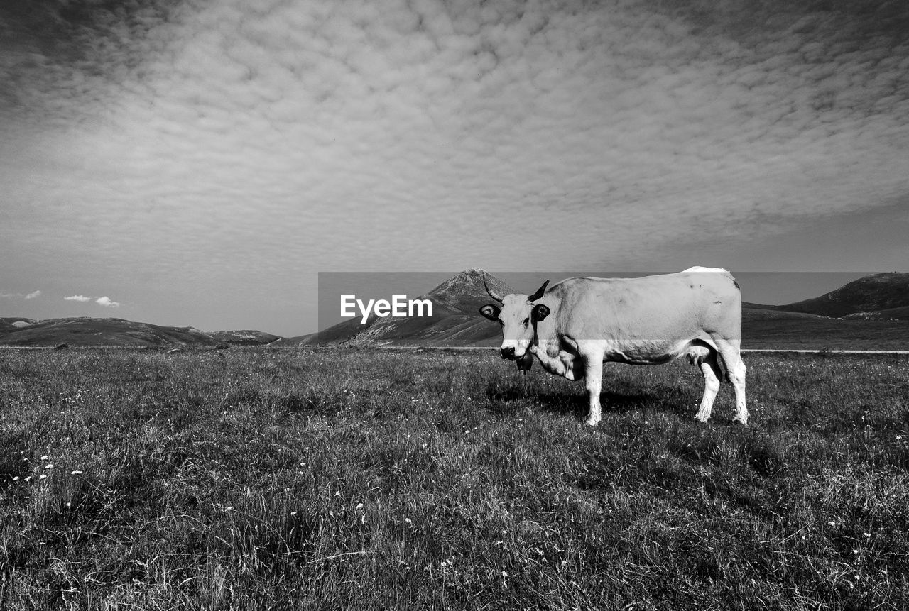 Cow on grassy field against sky
