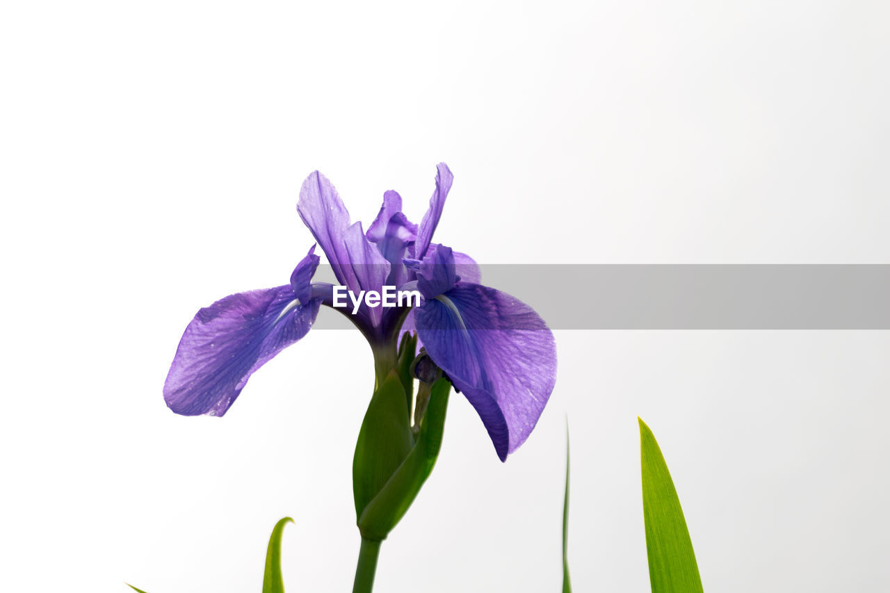 CLOSE-UP OF IRIS BLOOMING AGAINST CLEAR SKY