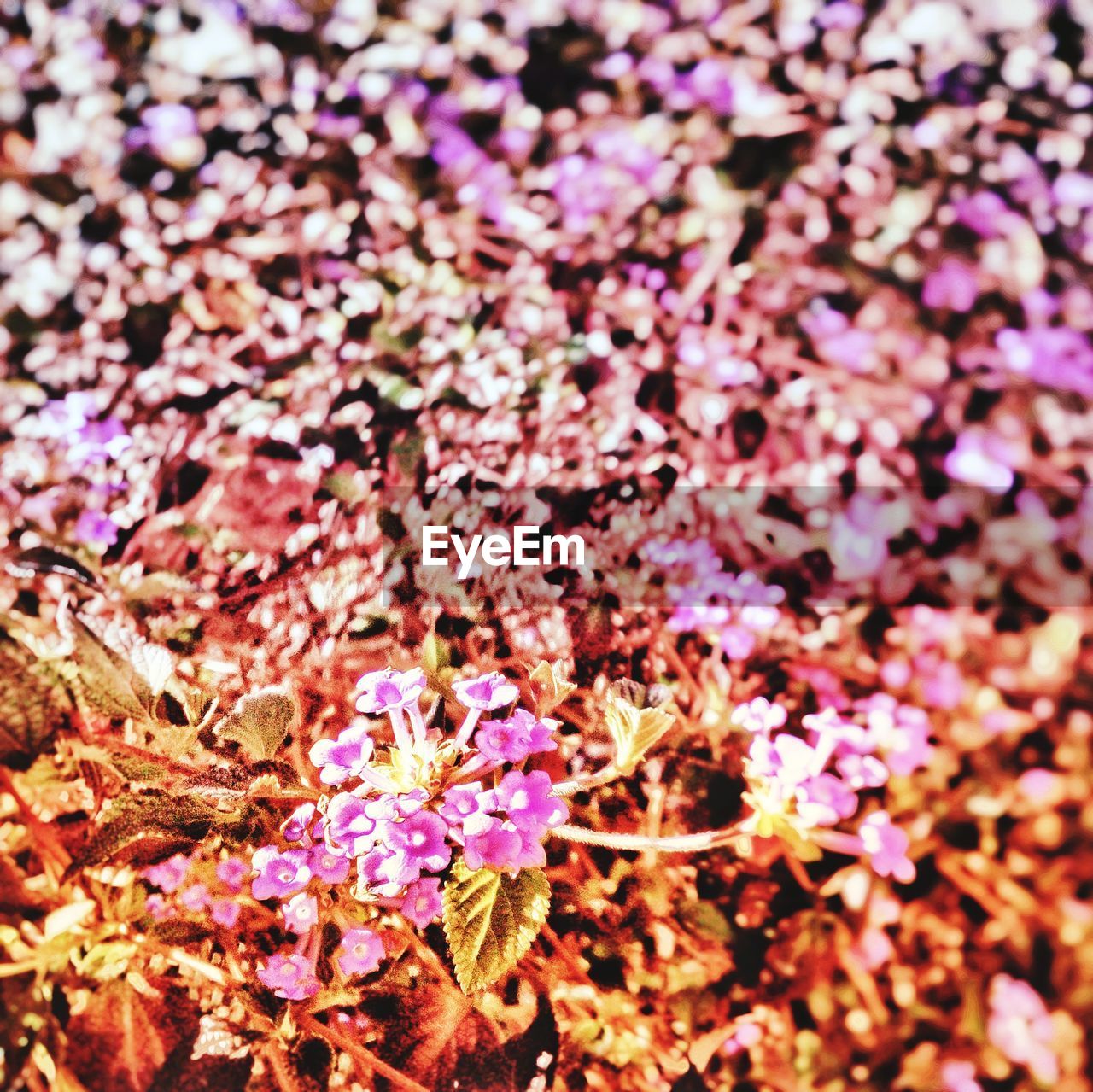 CLOSE-UP OF FRESH PURPLE FLOWERS WITH PINK BLOSSOMS