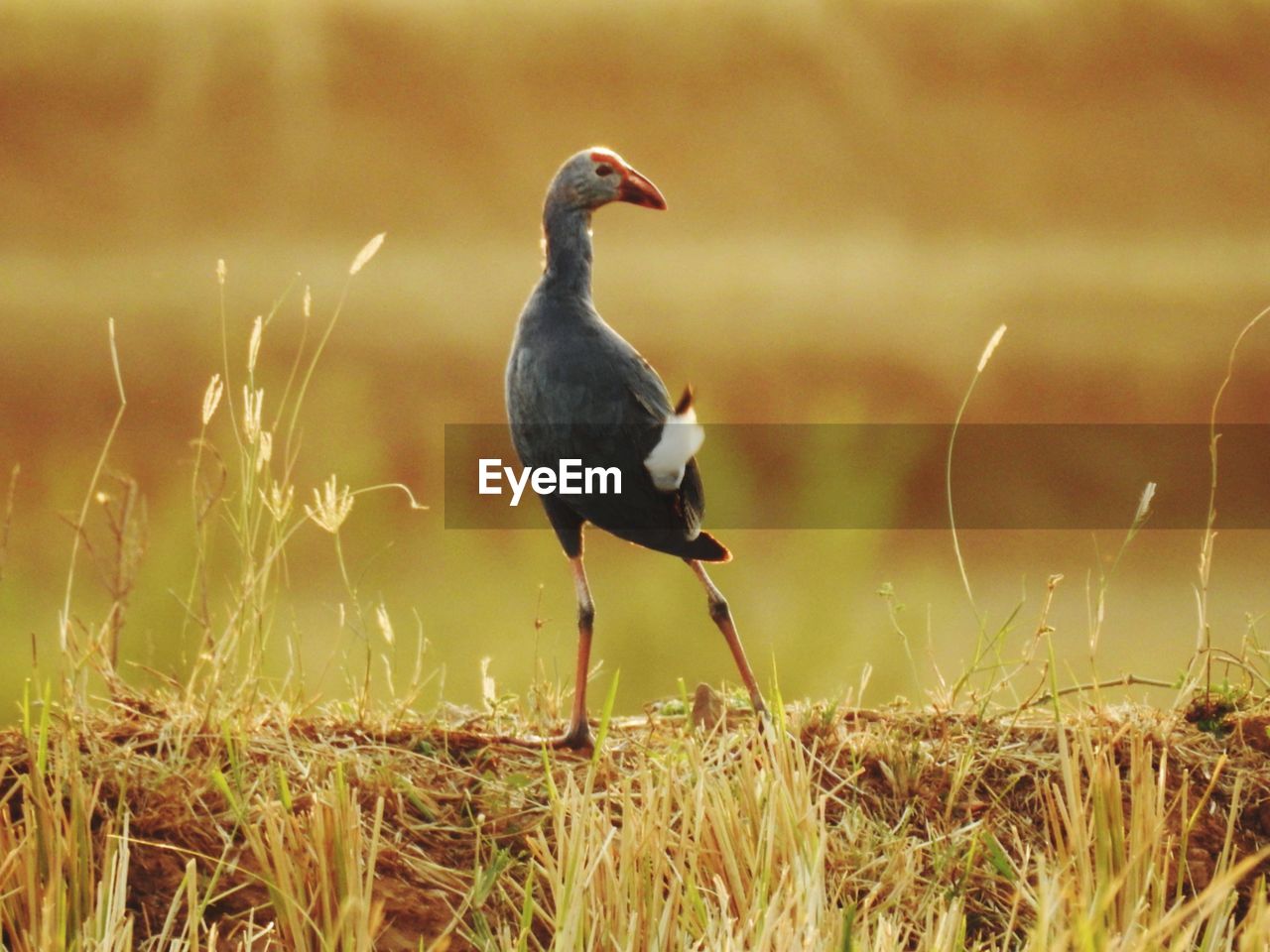 Bird perching on field