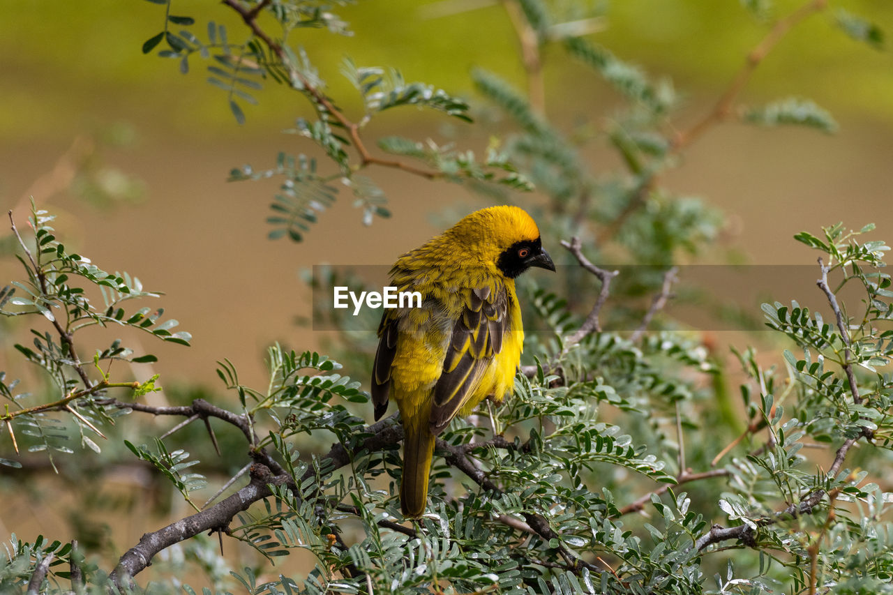 BIRD PERCHING ON PLANT