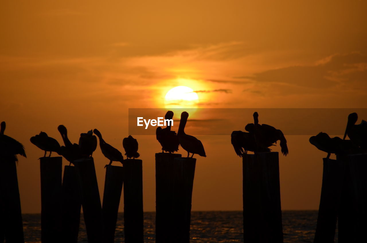 Silhouette birds against sunset