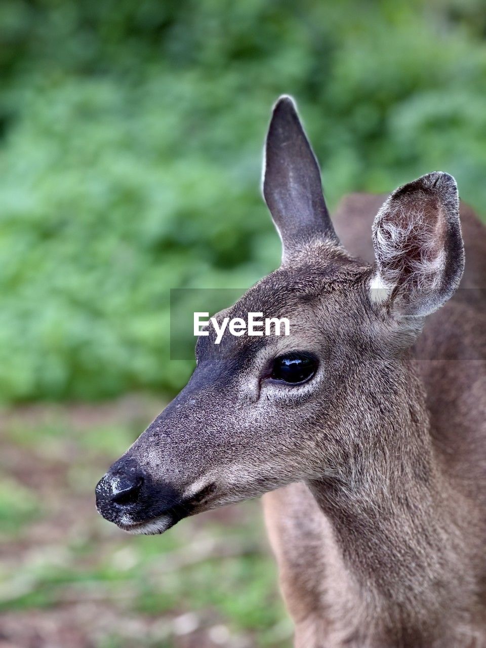 animal themes, animal, animal wildlife, one animal, wildlife, mammal, deer, no people, portrait, focus on foreground, animal body part, close-up, animal head, side view, day, nature, outdoors, brown, looking