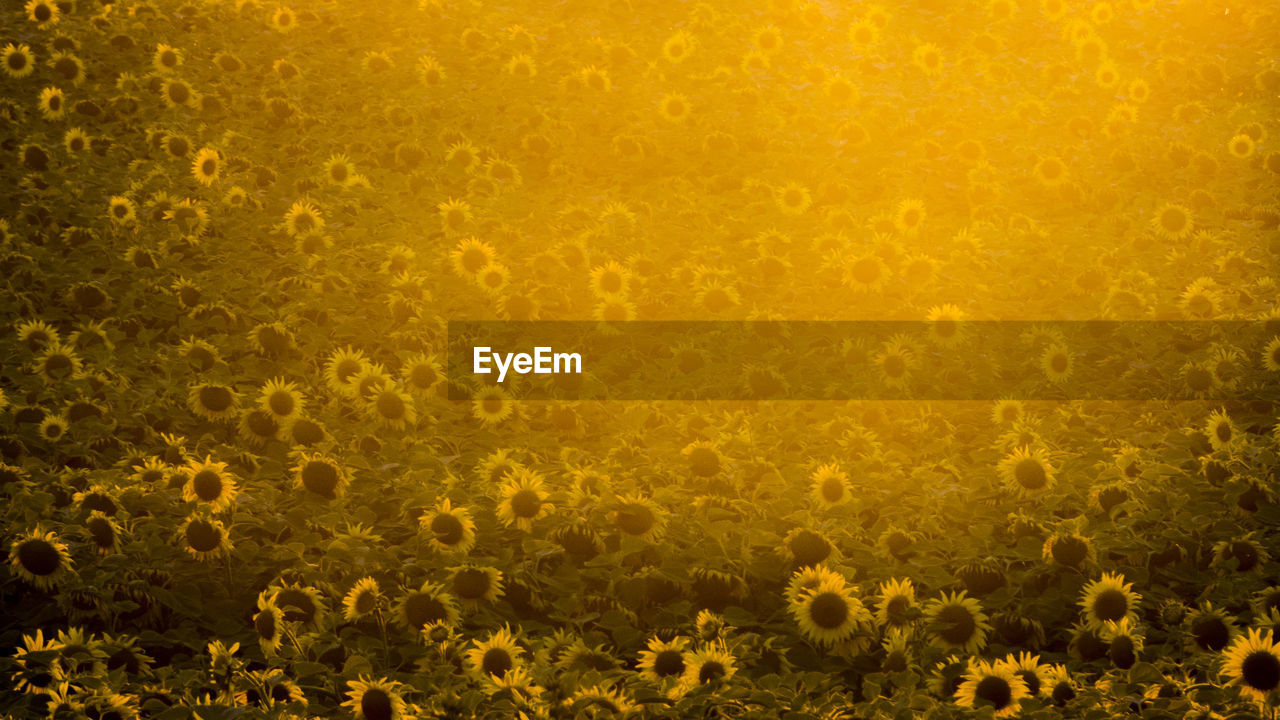 Full frame shot of sunflowers in field