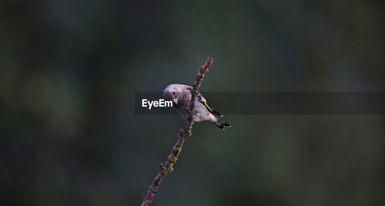 Goldfinches at a woodland site