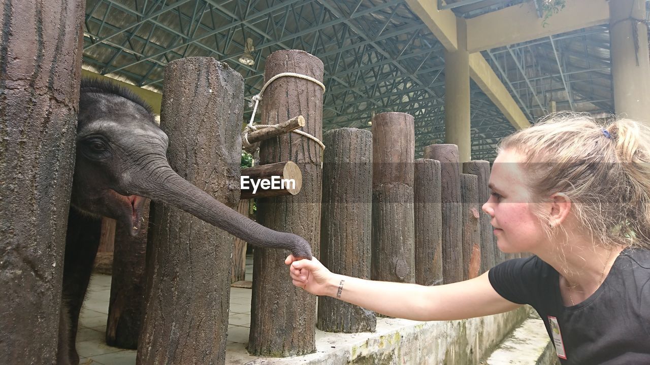 Young woman holding elephant calf trunk at zoo