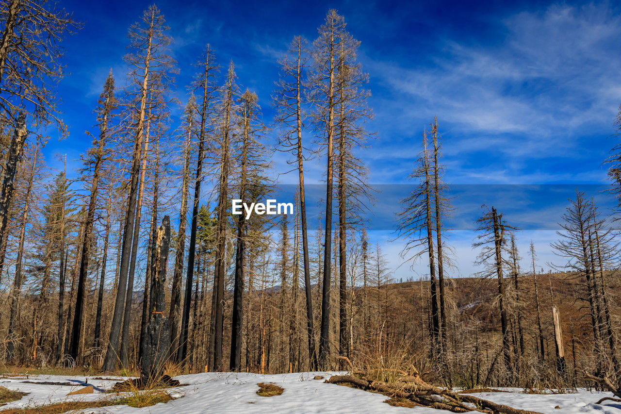 trees on snow covered landscape against sky