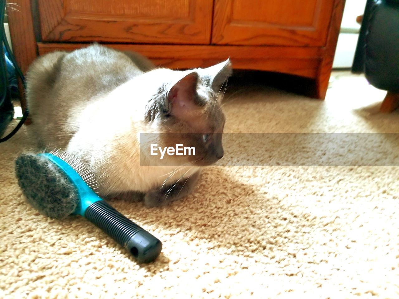 CAT LYING DOWN ON SOFA AT HOME