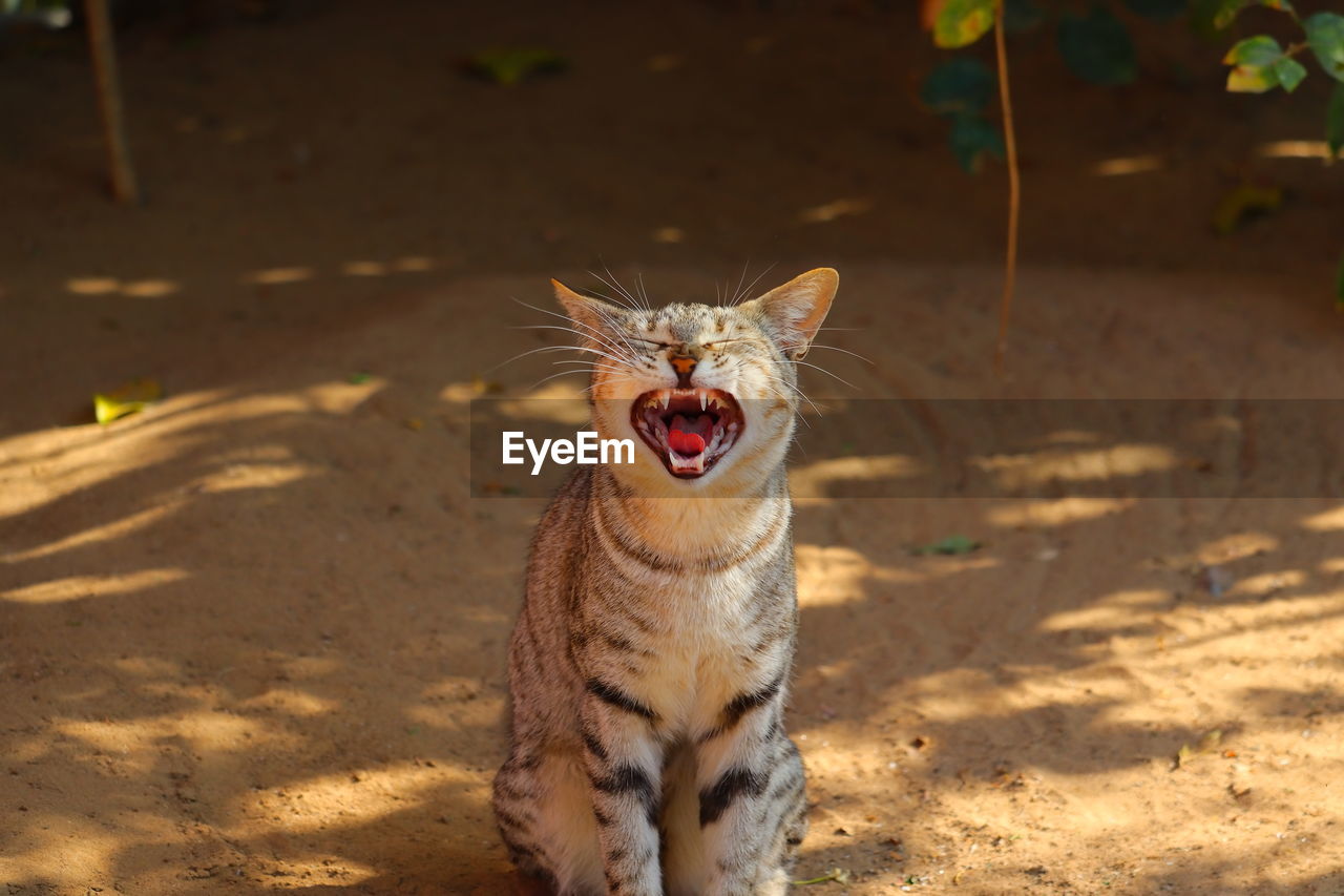 Standing of angry male cat in summer on the ground, animals background