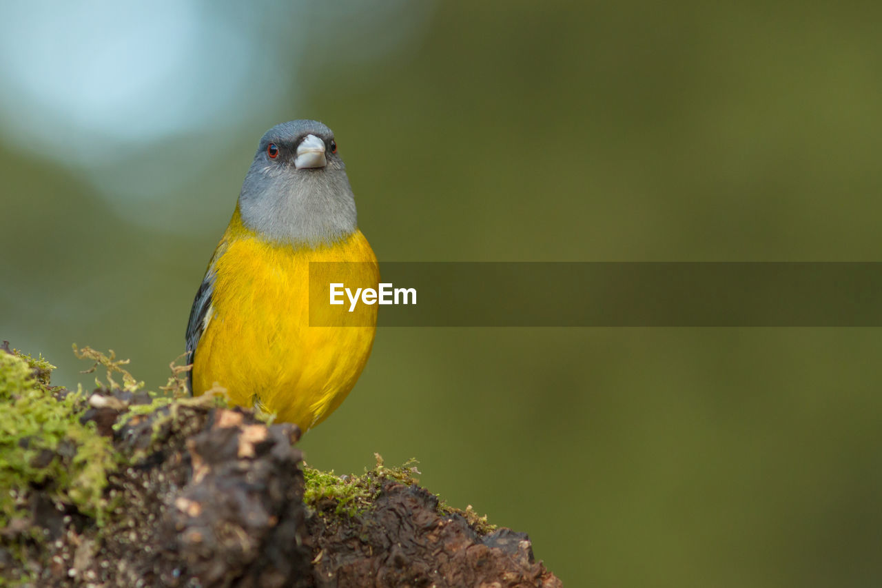 CLOSE-UP OF BIRD PERCHING ON PLANT