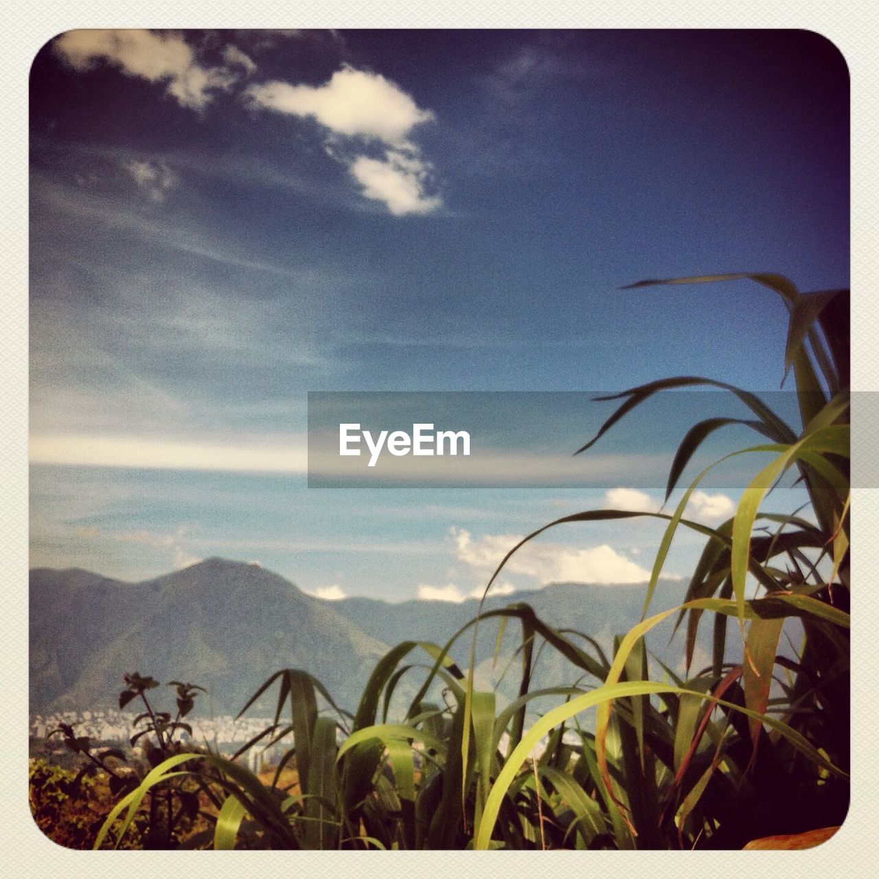 Plants growing by mountains against sky