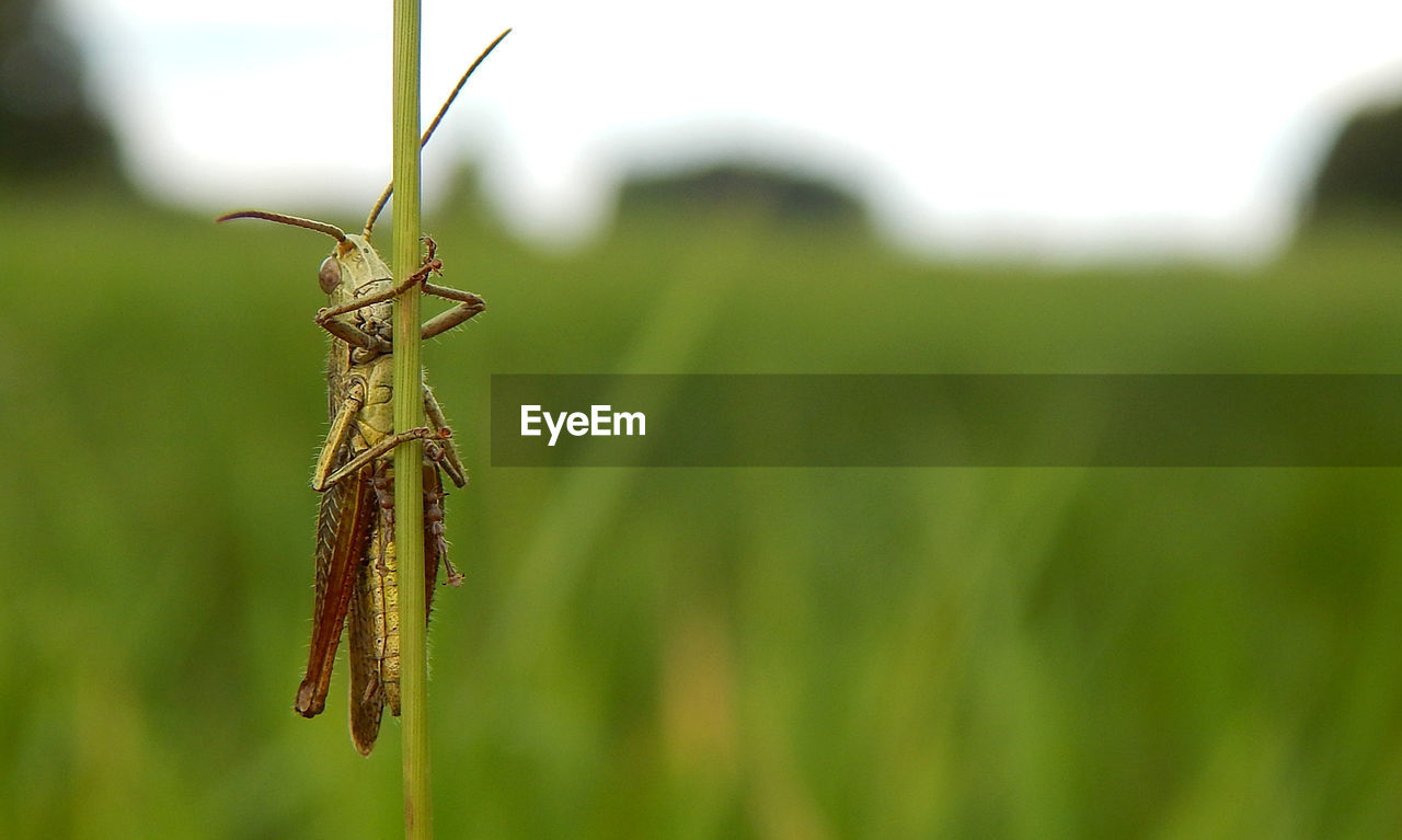 CLOSE-UP OF INSECT ON PLANT