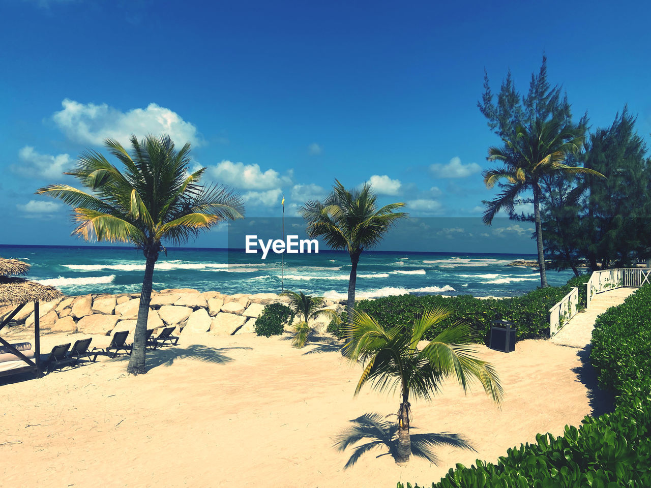 palm tree on beach against sky