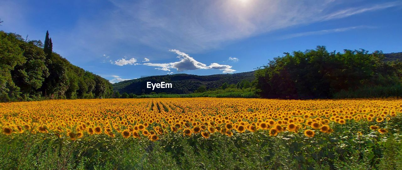 Scenic view of yellow flower field against sky