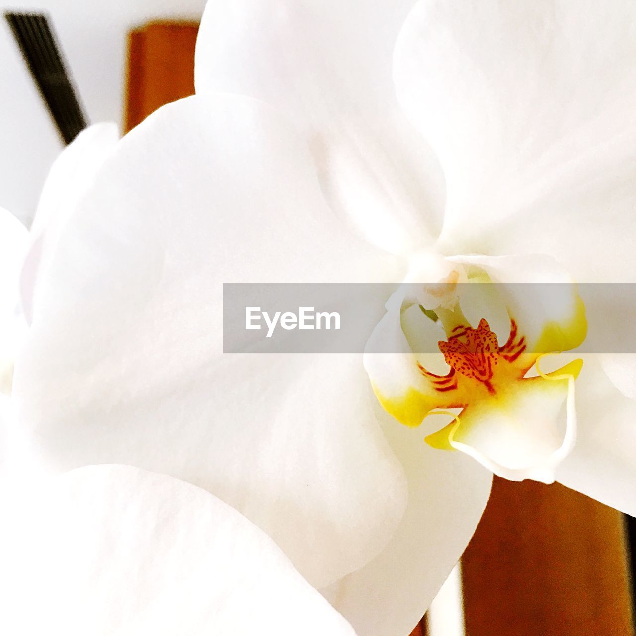 CLOSE-UP OF WHITE FLOWERS BLOOMING OUTDOORS