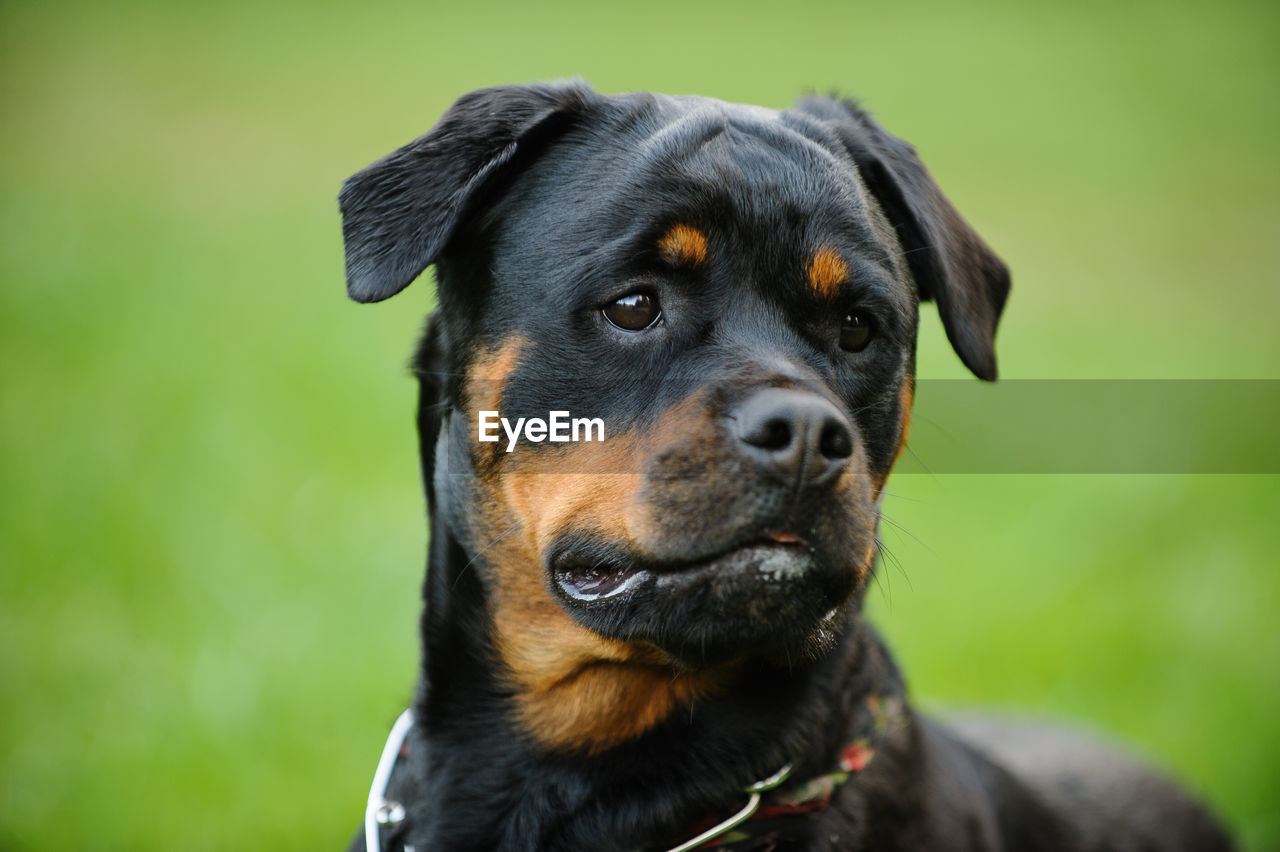 Close-up of a dog looking away