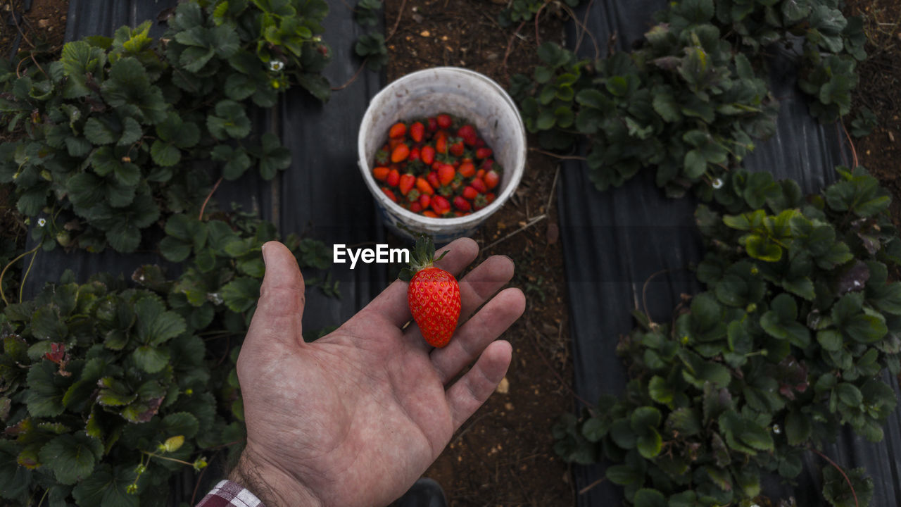 Midsection of person holding fruits