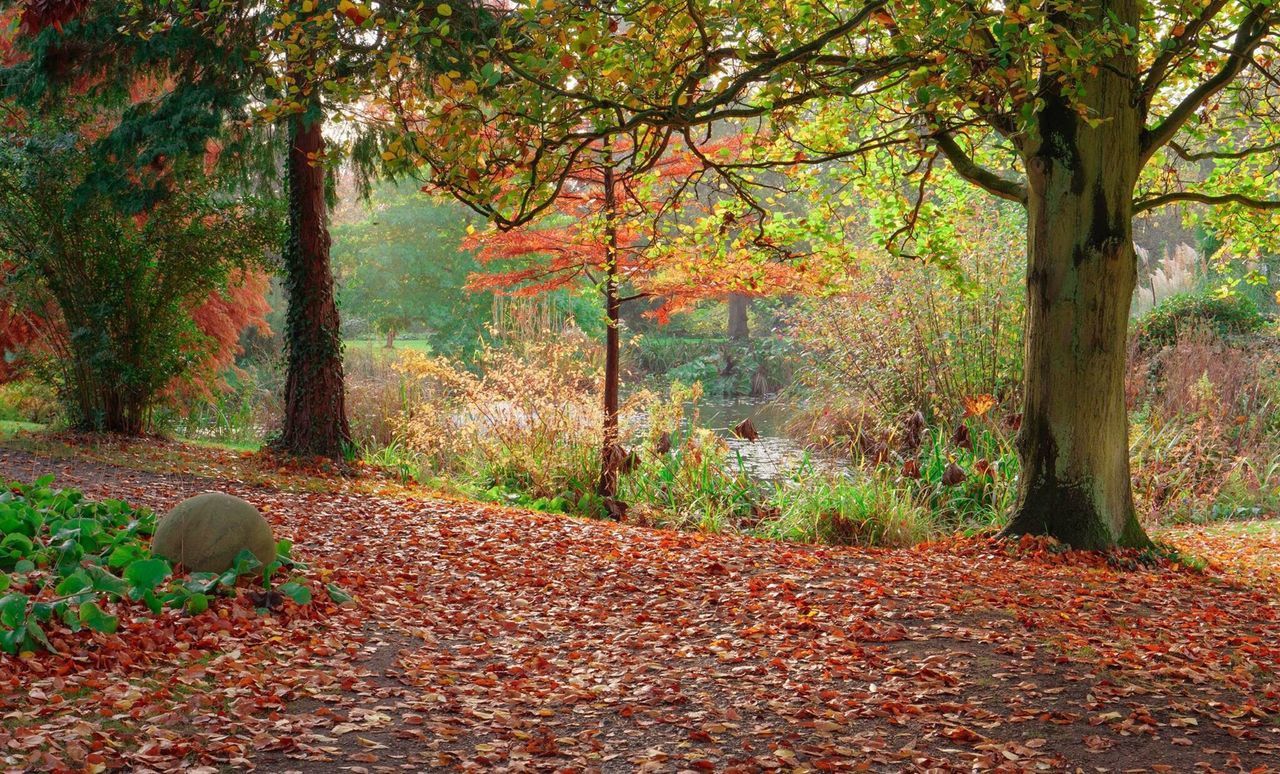 VIEW OF TREES IN FOREST