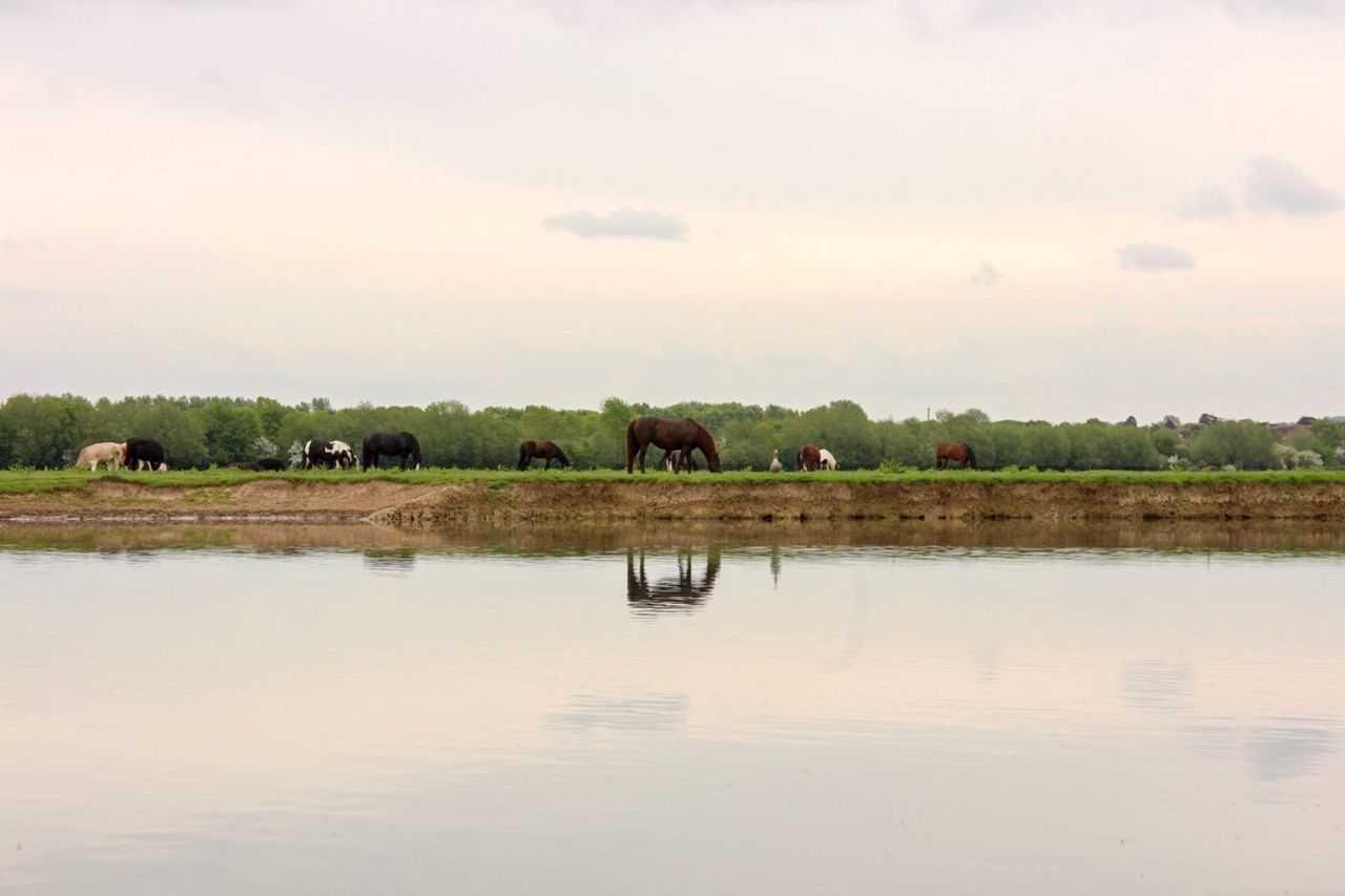 SCENIC VIEW OF LAKE IN FARM