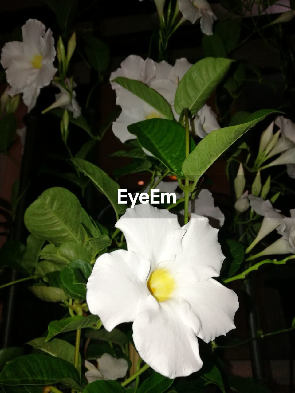 CLOSE-UP OF WHITE FLOWER BLOOMING IN PLANT