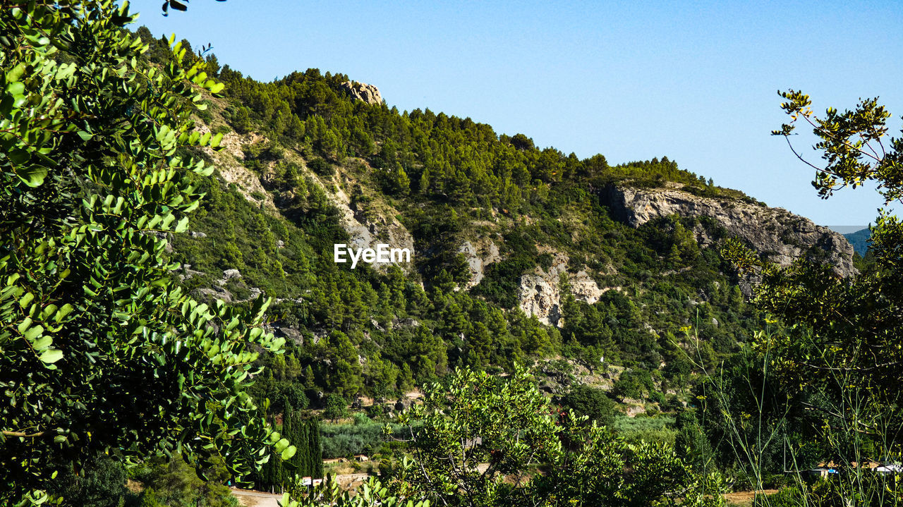 Scenic view of forest against clear sky