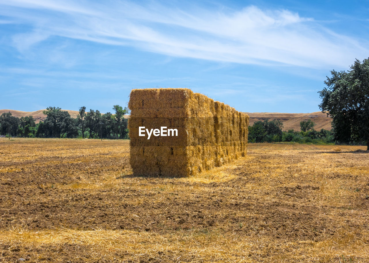 HAY BALES IN FIELD AGAINST SKY