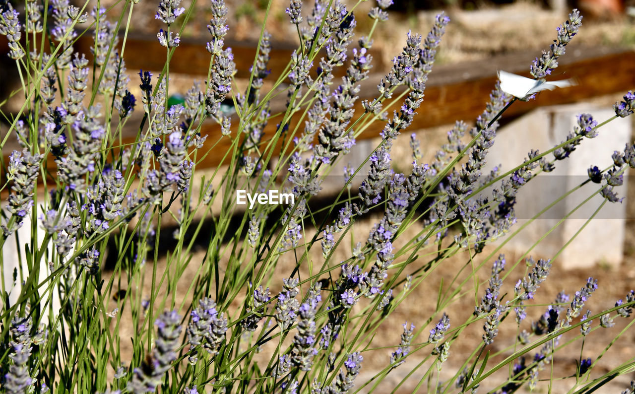 Butterfly on lavender