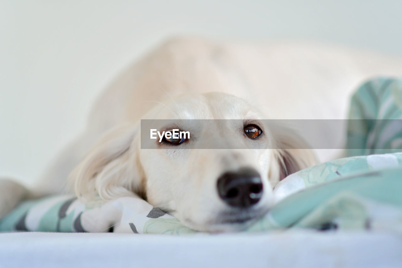 Intensive dog eyes of purebred adorable white saluki / persian greyhound. happy, relaxed female dog