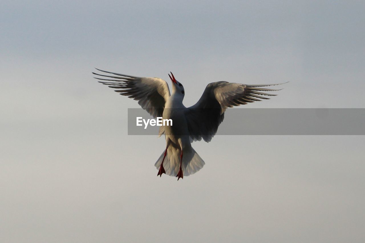 BIRDS FLYING IN THE SKY