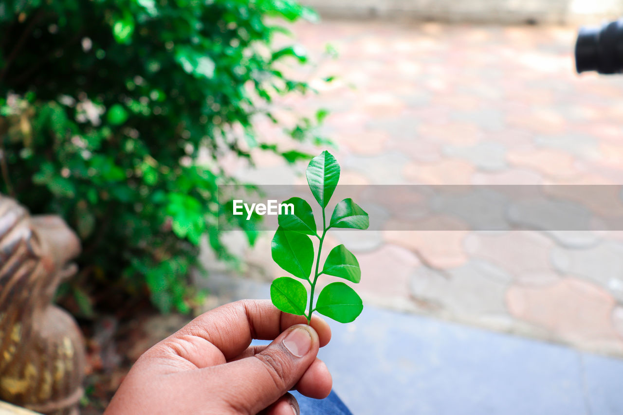 CLOSE-UP OF HAND HOLDING LEAVES