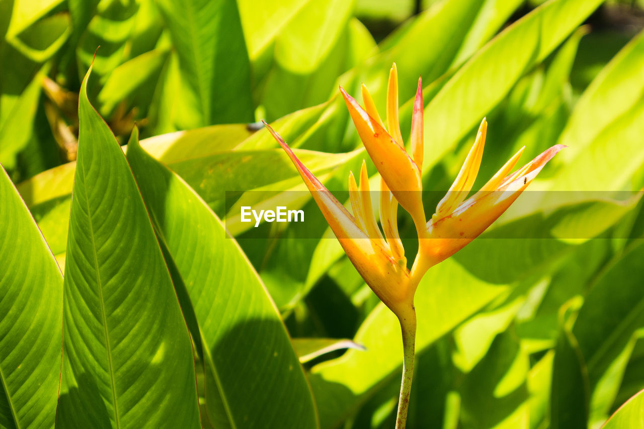 CLOSE-UP OF GREEN LEAVES