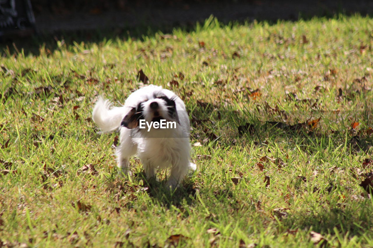 Close-up of dog on field