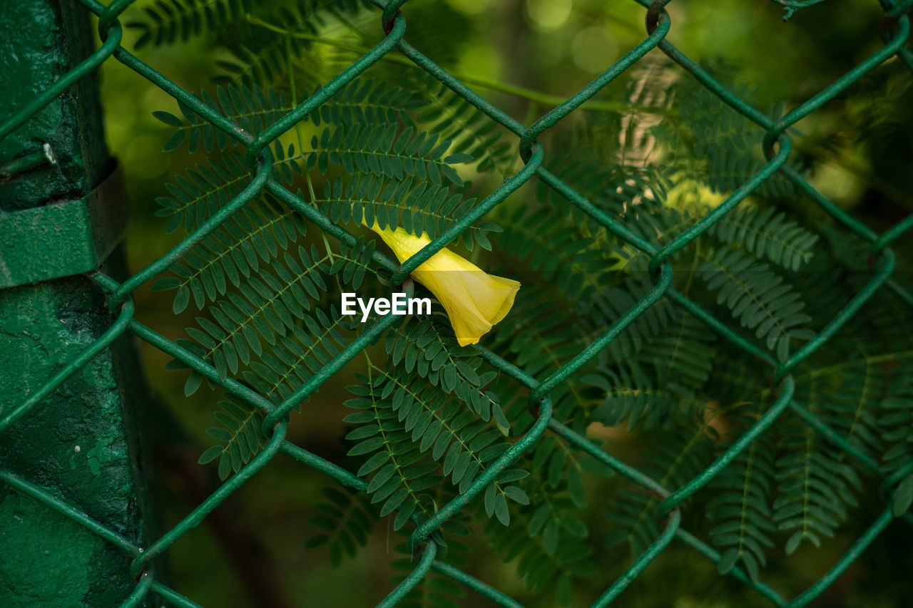 CLOSE-UP OF GREEN LEAVES ON PLANT