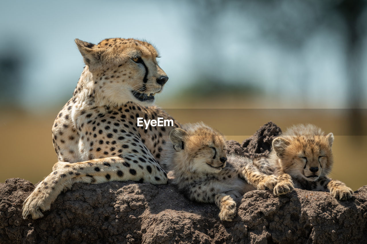 Cheetah family sitting on rock in forest