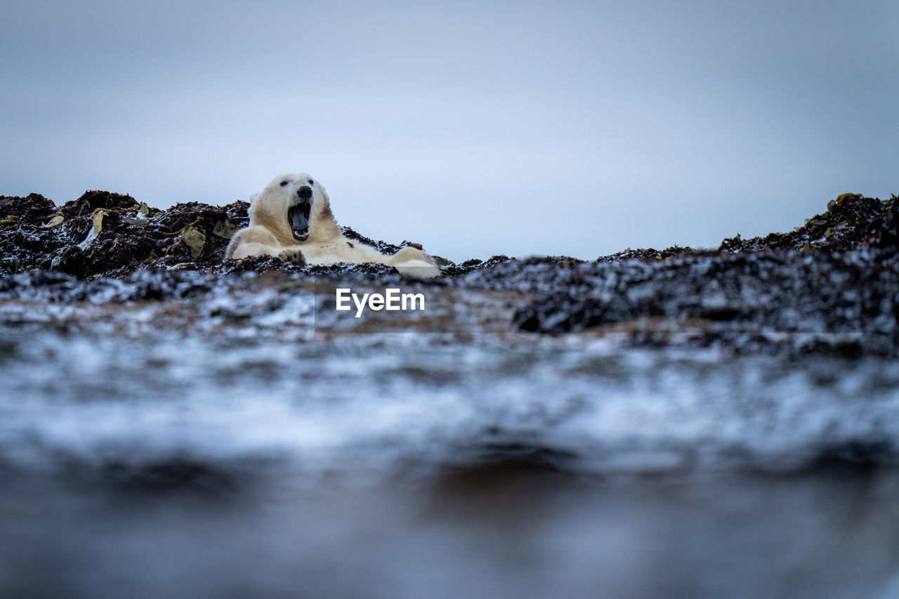 Polar bear lies on tundra opening mouth