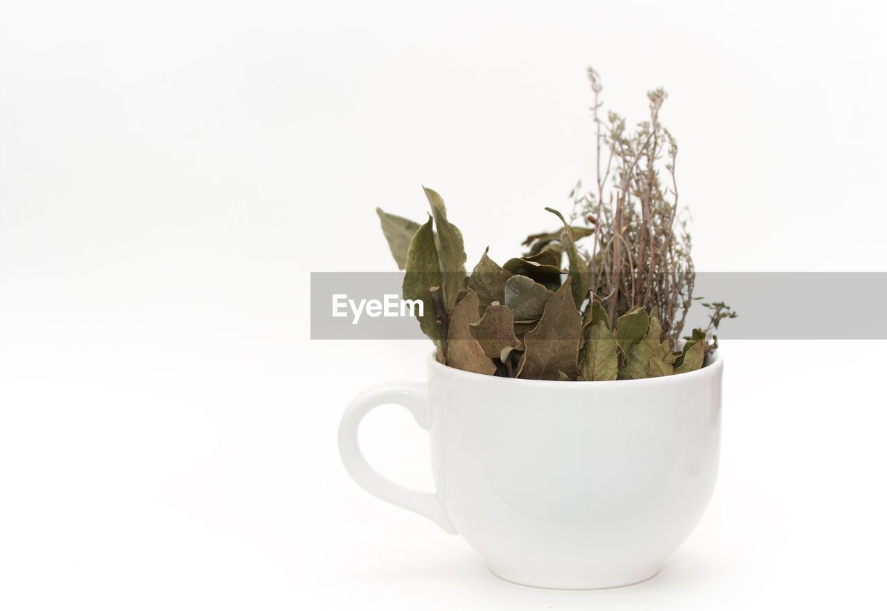 Close up of leaves in cup against white background