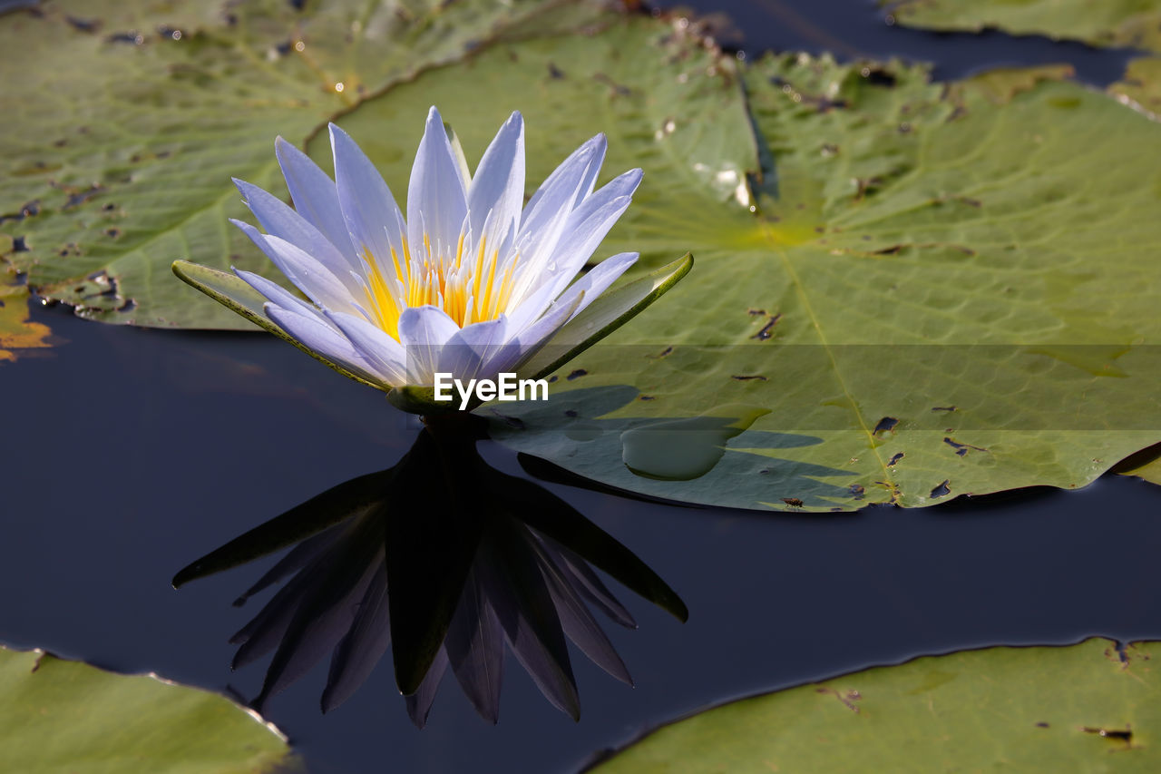 Blue star lotus waterlily with reflection nymphaea nouchali