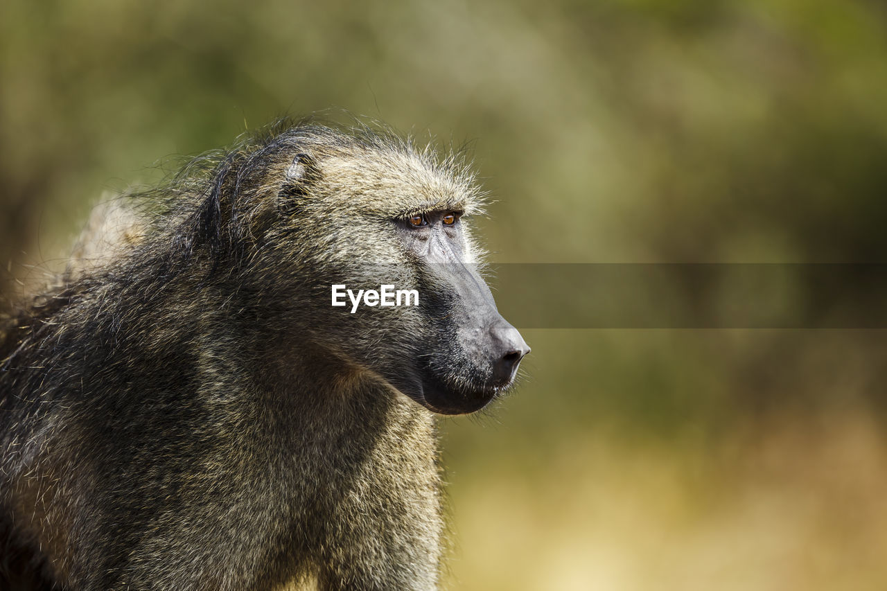 close-up of meerkat