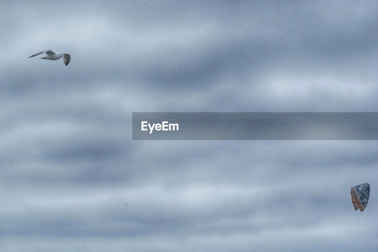 Side view of bird flying against blurred background