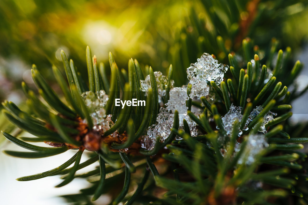 Close-up of frost on plant