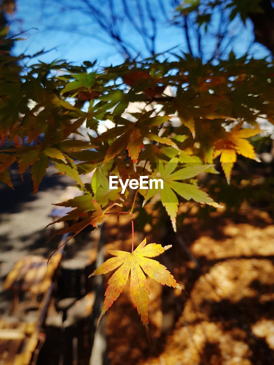 CLOSE-UP OF MAPLE LEAVES ON BRANCH