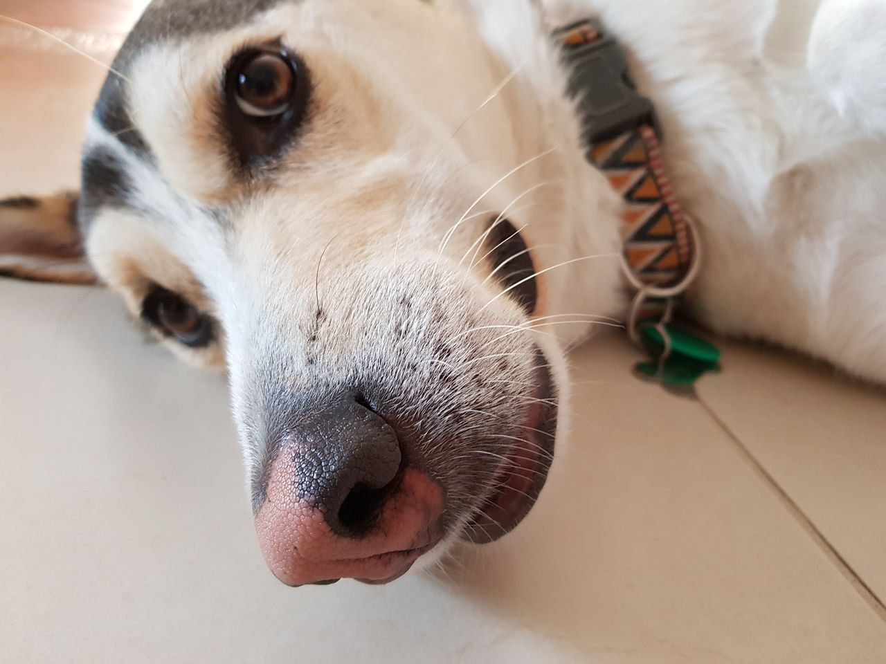 Close-up portrait of dog lying on tiled floor at home