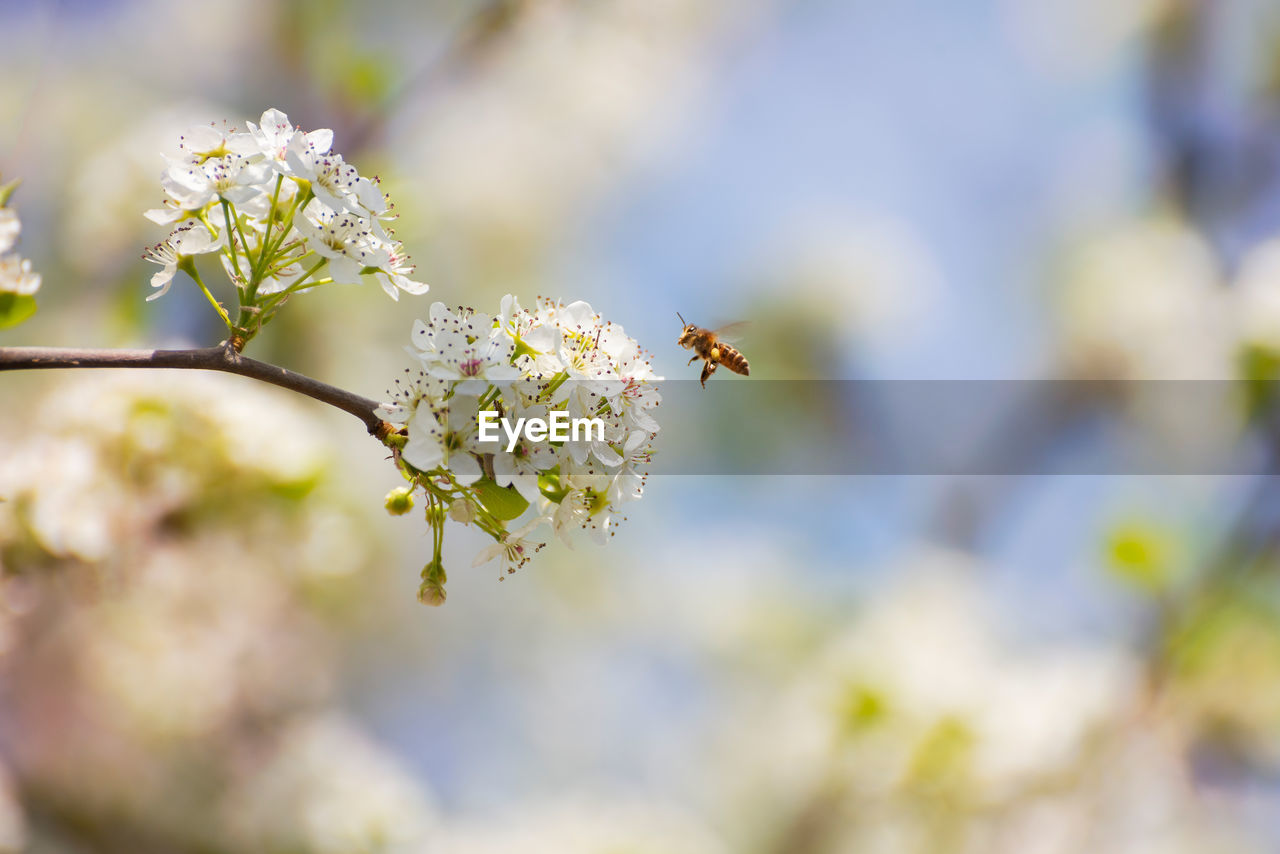 CLOSE-UP OF BEE POLLINATING ON FRESH FLOWER