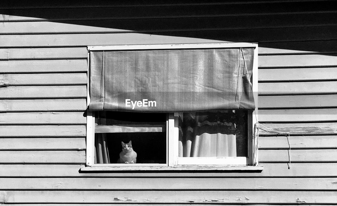 Cat sitting on house window