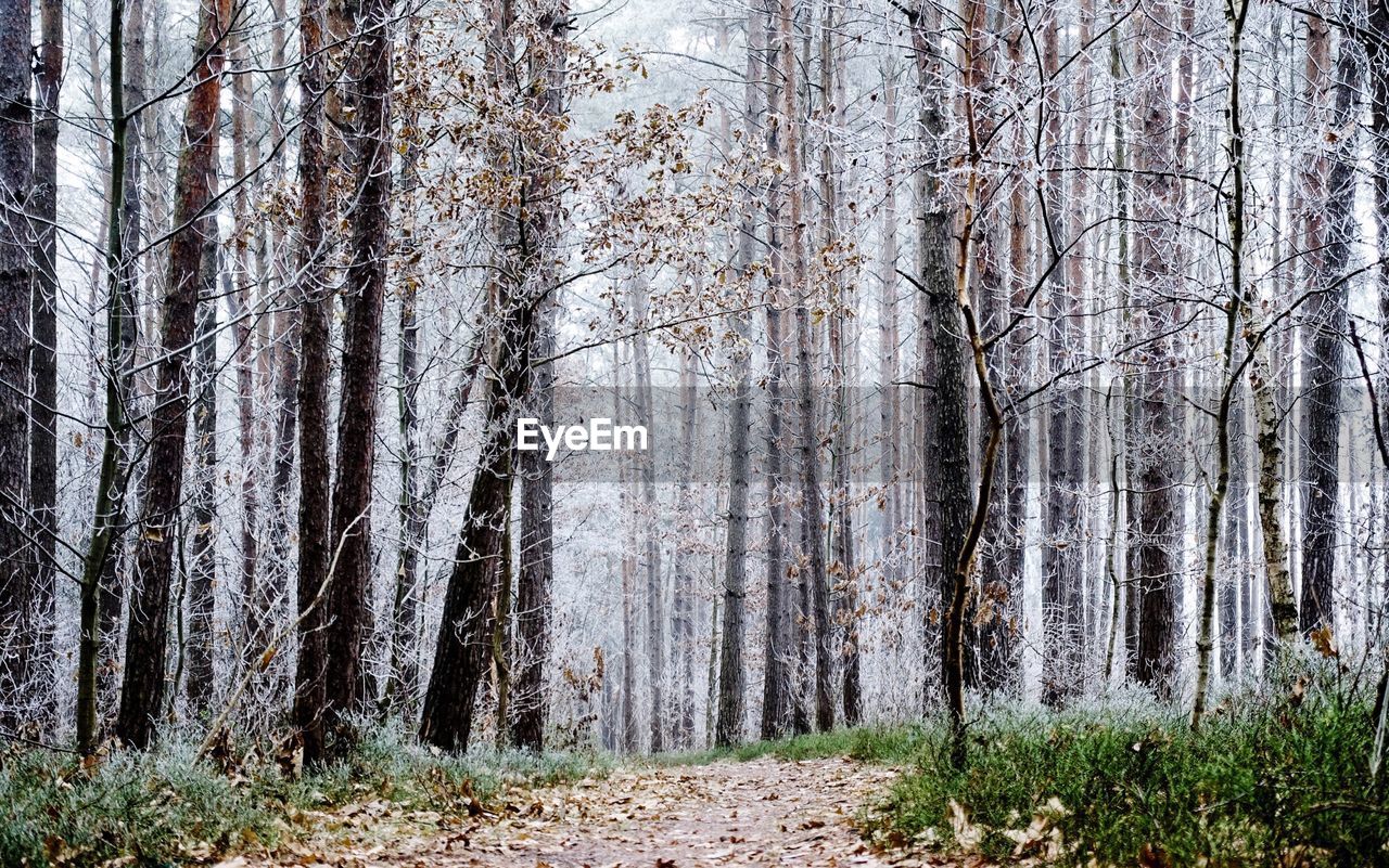 Trees in forest against sky