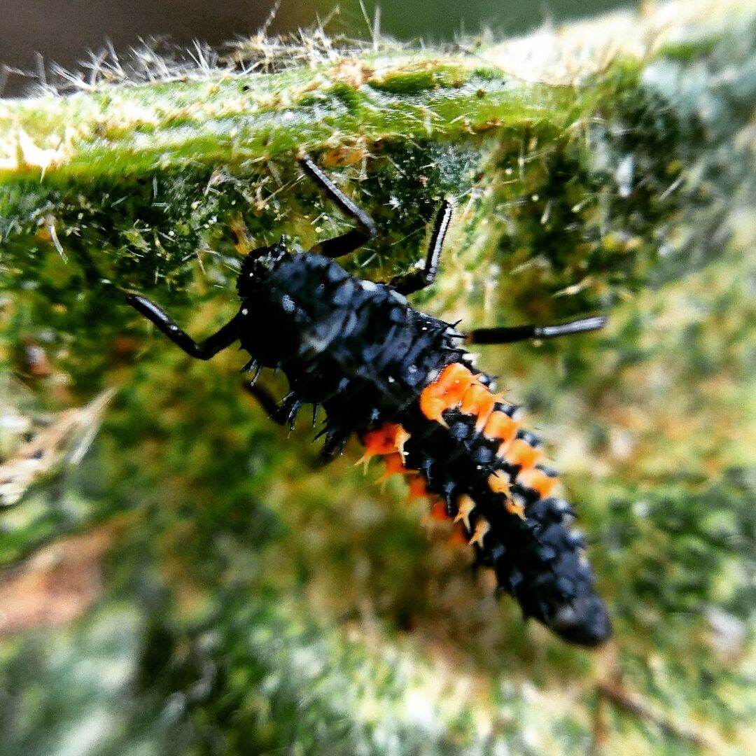 CLOSE-UP OF GRASSHOPPER