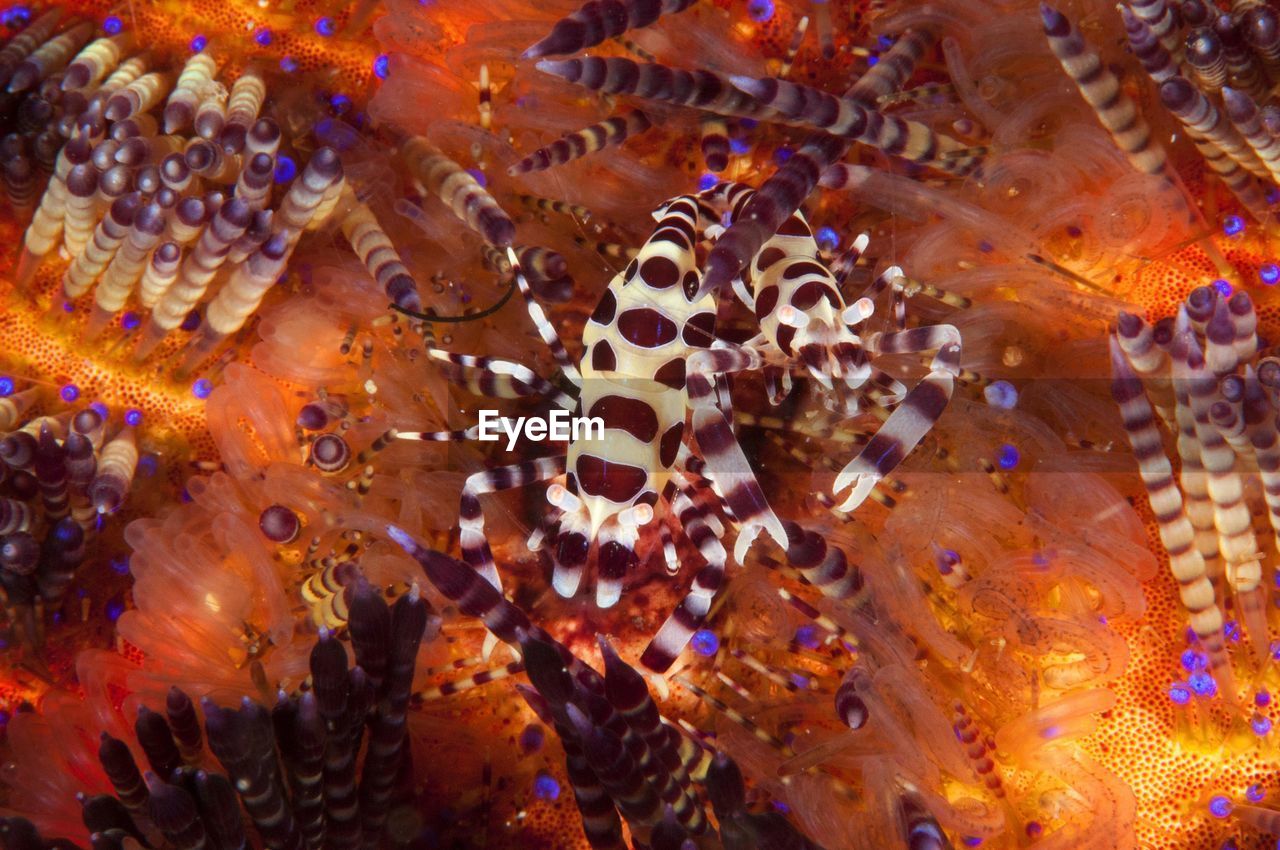 CLOSE-UP OF CORAL AND SEA