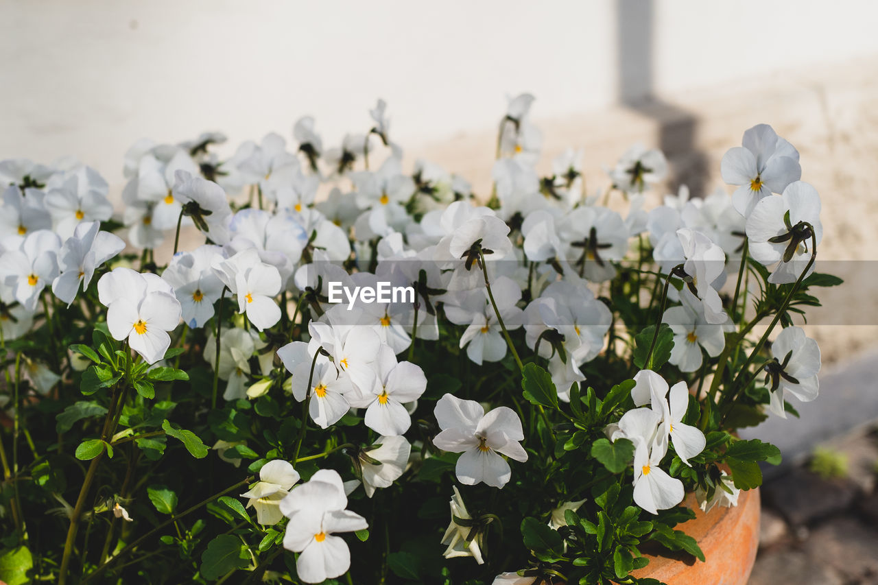 Close-up of white flowering plant